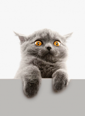 Флаг Original gray cat 2