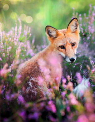Принт Чохол для Samsung A20 Fox in the field, Фото № 2 - FATLINE