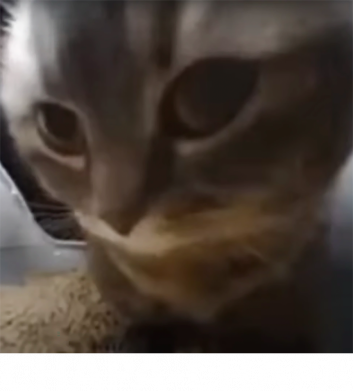 Чохол з розділу Соціальні мережі Chapa-Chapa для Xiaomi Redmi Note 9 5G/Redmi Note 9T 2