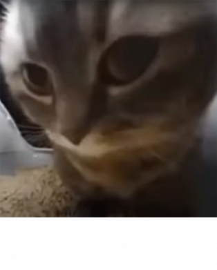 Кепка-тракер тай-дай Chipi-Chipi, Chapa-Chapa 2