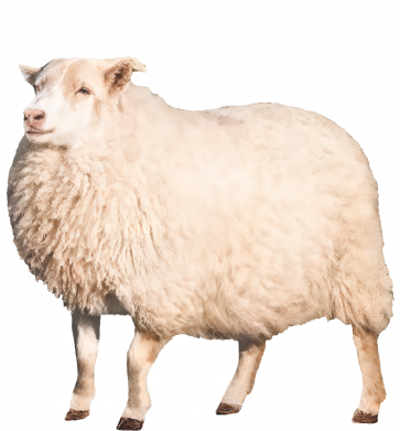 Жіночі труси Таке здибало. Вівця 2