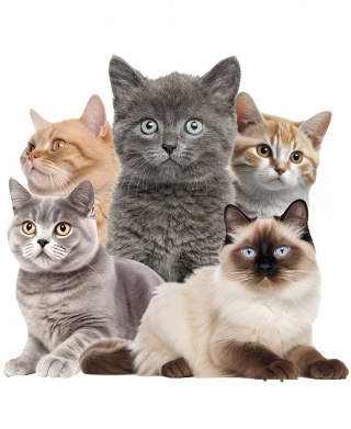 Чехол из раздела Нецензурные Certified Pussy Lover для Apple iPhone 15 2