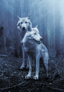 Принт Чехол для Xiaomi Poco M3 Two wolves in the forest, Фото № 2 - FATLINE