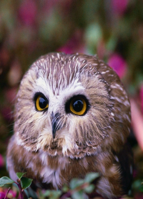 Флаг Little owl 2