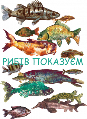 Мужские носки Рибов показуємо 2