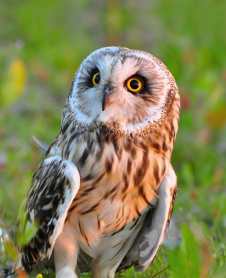 Чехол из раздела Птицы Owl on green field для Xiaomi Poco X4 Pro 5G 2