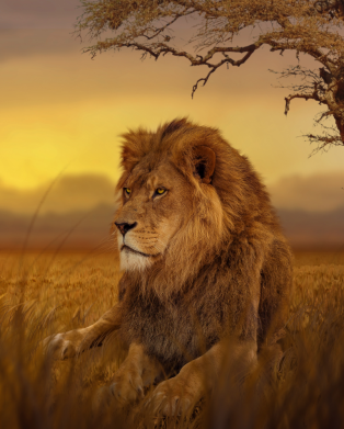 Принт Чохол для Samsung Note 20 Ultra Lion in the field, Фото № 2 - FATLINE