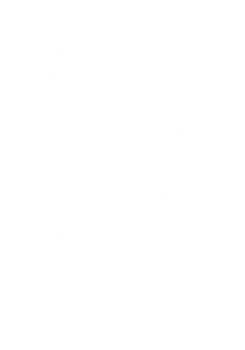 Футболка для собаки Вікінги 2