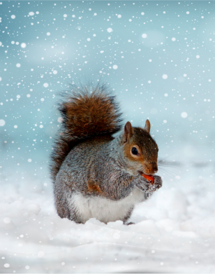 Чехол из раздела Времена года Squirrel with nut для Apple iPhone 14 2