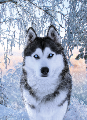 Чохол з розділу Собака Winter Husky для Xiaomi Redmi Note 9 5G/Redmi Note 9T 2