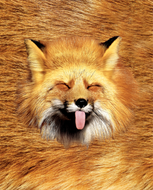 Чехол из раздела Лиса Хитрая Лисичка для Xiaomi Mi A2 2