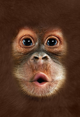 Чохол з розділу Мавпа Cute monkey face для Xiaomi Mi 10T/10T Pro 2