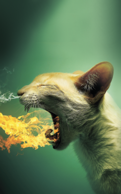 Чохол з розділу Кіт Hot cat для OnePlus Nord2 5G 2