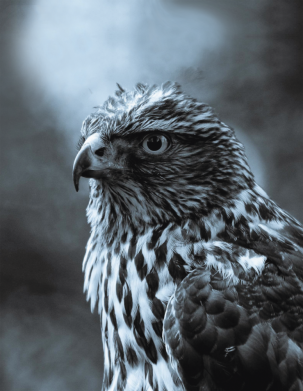 Принт Блокнот А5 Eagle and fog, Фото № 2 - FATLINE
