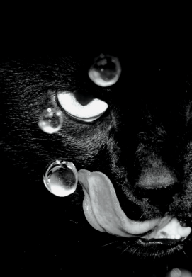 Чохол з розділу Кіт The cat licked для OnePlus Nord2 5G 2