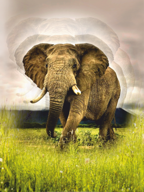 Блокнот А5 Слон 2