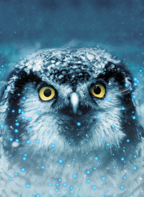 Чохол з розділу Сова Big owl для Apple iPhone X/Xs 2