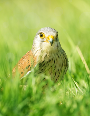 Чехол из раздела Птицы Bird and green field для Xiaomi Poco X4 Pro 5G 2