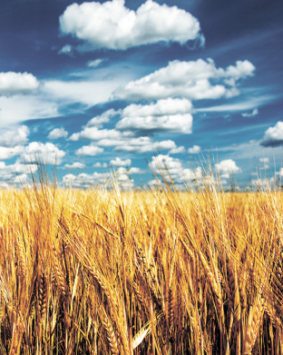 Стікер Пшениця 2