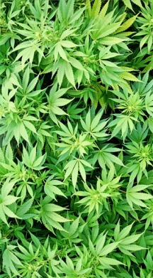 Чехол из раздела Наркоманские Ganja для Xiaomi Poco M4 Pro 5G 2