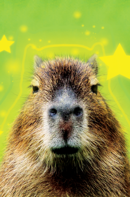 Чехол из раздела Капибара Капибара  и звезды для Apple iPhone 13 2