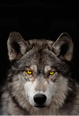 Чехол из раздела Волк Wolf with yellow eyes для Xiaomi Redmi 10 2