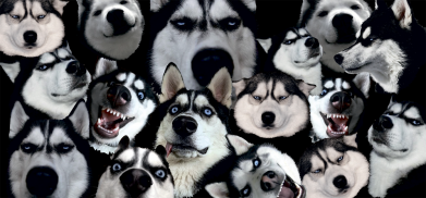 3D пенал Husky Emotions 2