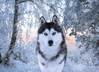 Прапор Winter Husky 2