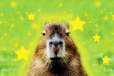 Прапор Капібара та зірки 2