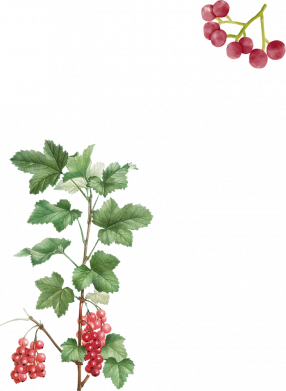 Мужская футболка Stedman Калина Freedom 2