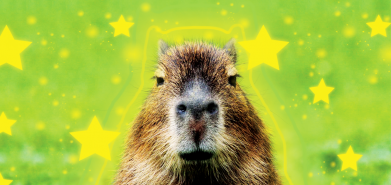 3D пенал Капибара  и звезды 2