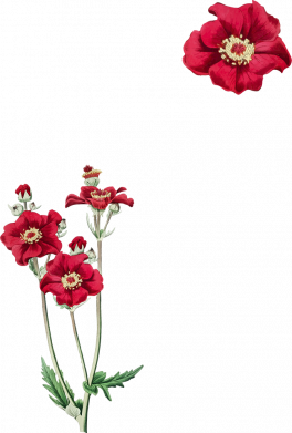 Мужская футболка Stedman Мак Freedom 2