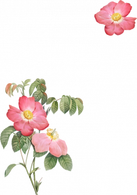 Мужская футболка Stedman Мальвы Freedom 2