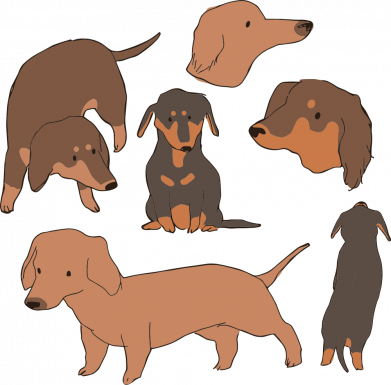 Мужские носки Много Такс 2