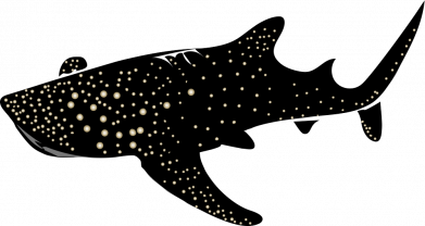 Женская футболка Китовая акула 2