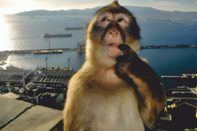 Мужская футболка Stedman Thinking monkey 2