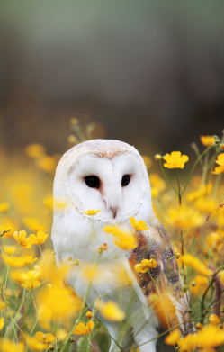 Чохол з розділу Сова Polar owl для Apple iPhone 14 Pro 2