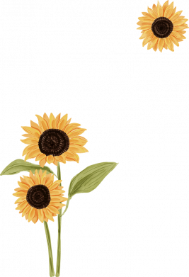 Мужская футболка Stedman Подсолнечник Freedom 2