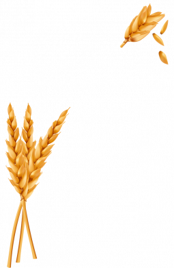 Мужская футболка Stedman Пшеница Freedom 2