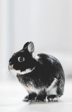 Стікер Gray rabbit 2