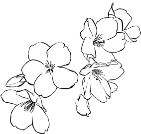 Мужская футболка Stedman Sakura Cherry Blossom 2