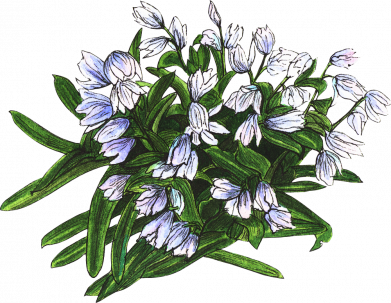 Намальовані проліски