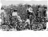 100% Cotton