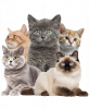 Certified Pussy Lover
