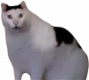 Принт