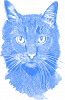 Магічний Кіт