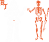 FOG skeleton and soldier