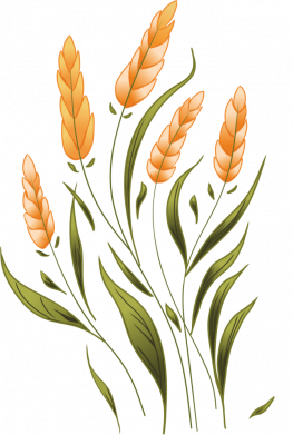 Цветной фартук Колоски пшеницы 2