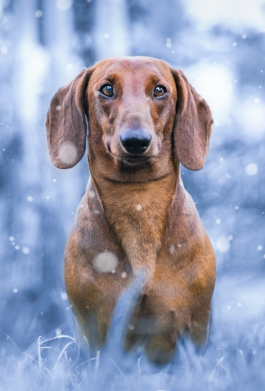 Стикер Beautiful dachshund 2