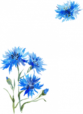 Мужская футболка Stedman Васильки Freedom 2